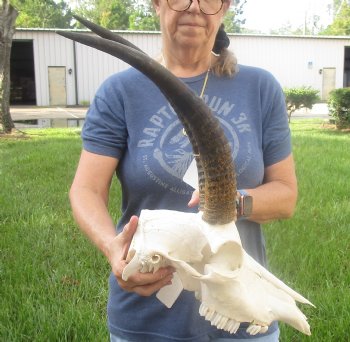 Buy this African B-Grade Female Roan Skull with 18 inch Horns for Cabin Decor for $145