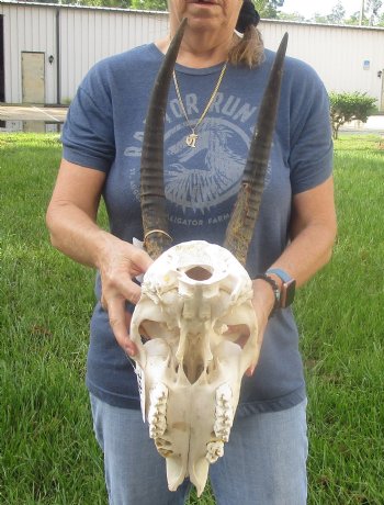 Buy this African B-Grade Female Roan Skull with 18 inch Horns for Cabin Decor for $145