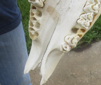 Buy this African B-Grade Female Roan Skull with 18 inch Horns for Cabin Decor for $145