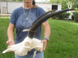 African Female Roan Skull with 20 inch Horns for Cabin Decor for $175