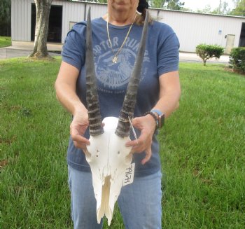 Buy this African B-Grade Female Roan Skull with 15 inch Horns for Cabin Decor for $125