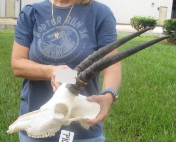 Buy this African B-Grade Female Roan Skull with 15 inch Horns for Cabin Decor for $125