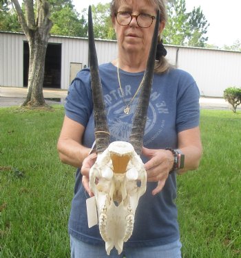 Buy this African B-Grade Female Roan Skull with 15 inch Horns for Cabin Decor for $125