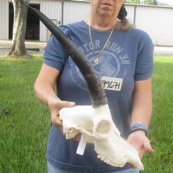 Buy this African B-Grade Female Roan Skull with 15 inch Horns for Cabin Decor for $125