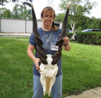 Buy this B-Grade African Male Eland skull with 34 inch horns - $160