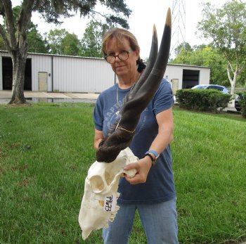 Buy this B-Grade African Male Eland skull with 34 inch horns - $160