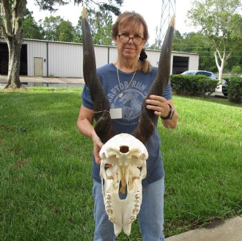 Buy this B-Grade African Male Eland skull with 34 inch horns - $160