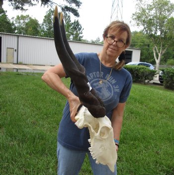 Buy this B-Grade African Male Eland skull with 34 inch horns - $160