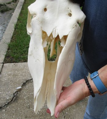 Buy this B-Grade African Male Eland skull with 34 inch horns - $160