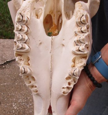 Buy this B-Grade African Male Eland skull with 34 inch horns - $160