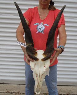 For Sale African Male Eland skull with 23 inch horns - $170