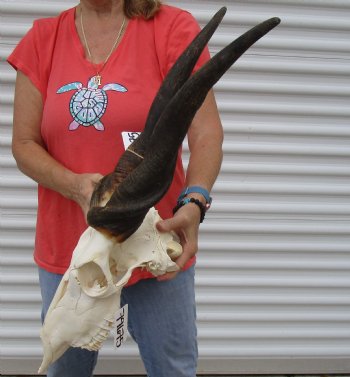 For Sale African Male Eland skull with 23 inch horns - $170