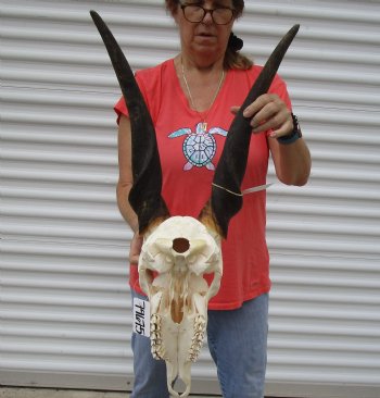 For Sale African Male Eland skull with 23 inch horns - $170