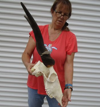 For Sale African Male Eland skull with 23 inch horns - $170