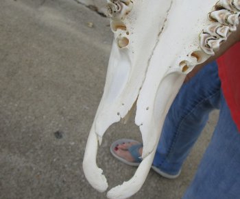 For Sale African Male Eland skull with 23 inch horns - $170