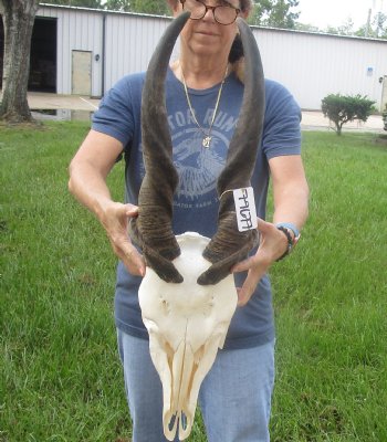 For Sale African Male Eland skull with 26 inch horns - $180