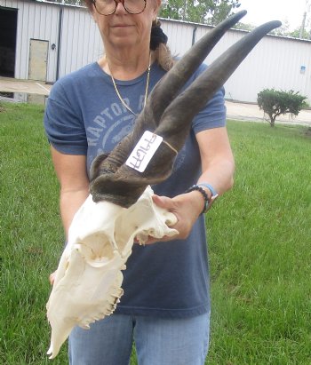 For Sale African Male Eland skull with 26 inch horns - $180