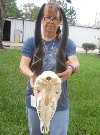 For Sale African Male Eland skull with 26 inch horns - $180