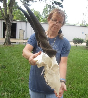 For Sale African Male Eland skull with 26 inch horns - $180