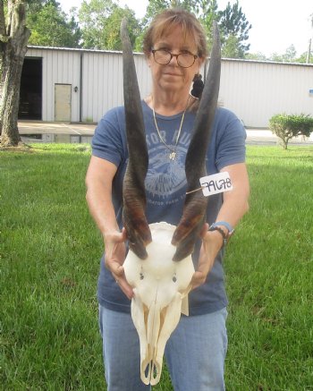 African Female Eland skull with 27 inch horns - $155