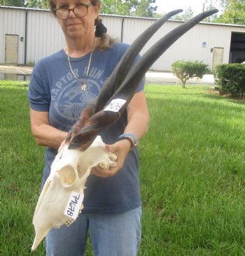 African Female Eland skull with 27 inch horns - $155