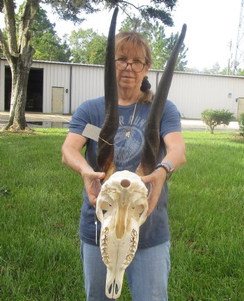 African Female Eland skull with 27 inch horns - $155