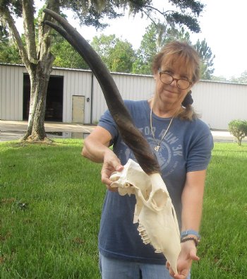 African Female Eland skull with 27 inch horns - $155