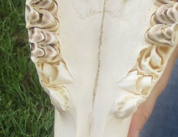 African Female Eland skull with 27 inch horns - $155