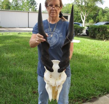 Genuine B-Grade African Male Eland skull with 31 inch horns - $150