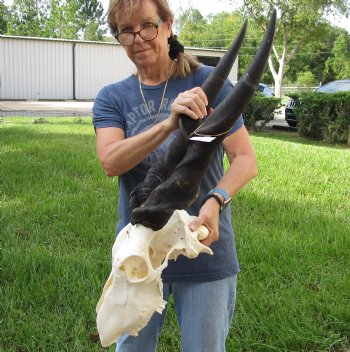 Genuine B-Grade African Male Eland skull with 31 inch horns - $150