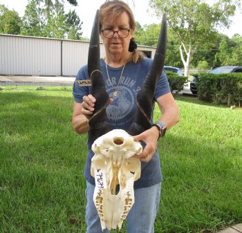 Genuine B-Grade African Male Eland skull with 31 inch horns - $150