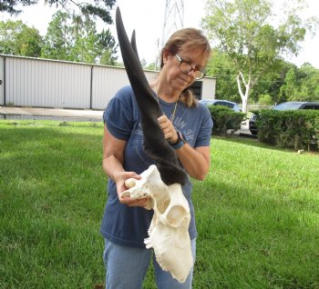 Genuine B-Grade African Male Eland skull with 31 inch horns - $150