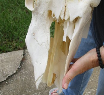 Genuine B-Grade African Male Eland skull with 31 inch horns - $150