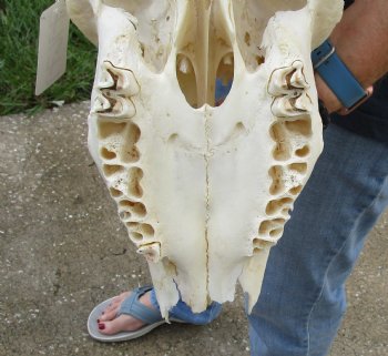 Genuine B-Grade African Male Eland skull with 31 inch horns - $150