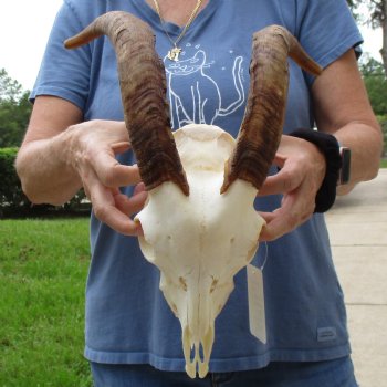 A-Grade 10" Angora Goat Skull with 14" Horns - $100