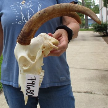 A-Grade 10" Angora Goat Skull with 14" Horns - $100