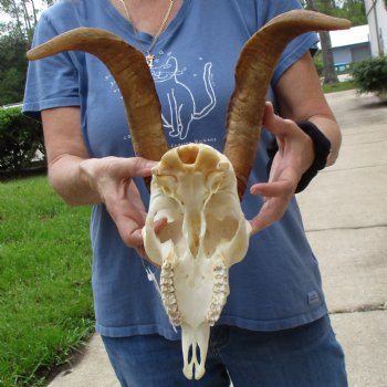 A-Grade 10" Angora Goat Skull with 14" Horns - $100