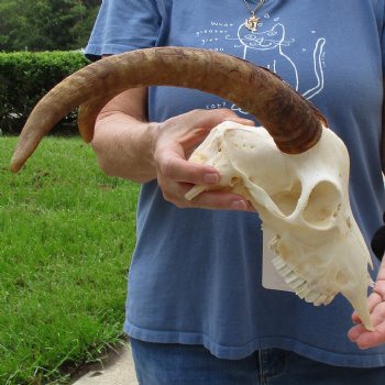 A-Grade 10" Angora Goat Skull with 14" Horns - $100