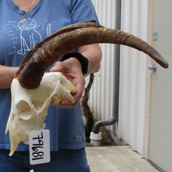 9" Angora Goat Skull with 15" Horns - $100