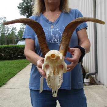 9" Angora Goat Skull with 15" Horns - $100