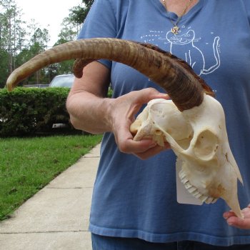 9" Angora Goat Skull with 15" Horns - $100