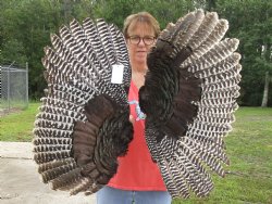 2 Real North American Turkey wing, Turkey feather (Meleagris gallopavo) 30 and 27 inches long for sale - $37/lot 