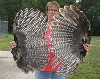 2 Real North American Turkey wing, Turkey feather (Meleagris gallopavo) 30 and 27 inches long for sale - $37/lot 