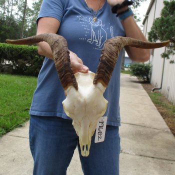 10" Angora Goat Skull with 17" Horns - $120