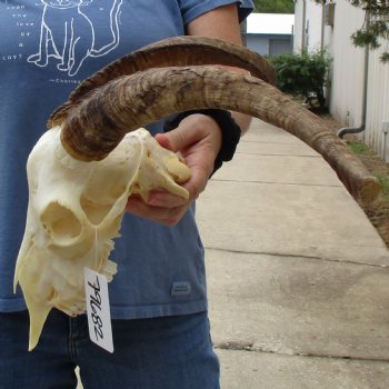 10" Angora Goat Skull with 17" Horns - $120