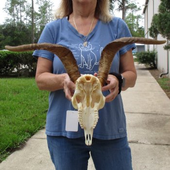 10" Angora Goat Skull with 17" Horns - $120