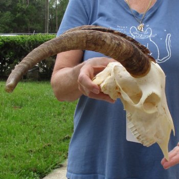 10" Angora Goat Skull with 17" Horns - $120