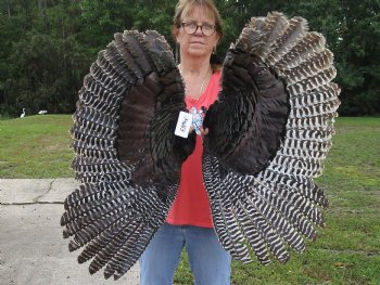 2 Real North American Turkey wing, Turkey feather (Meleagris gallopavo) 32 and 30 inches long for sale - $37/lot 