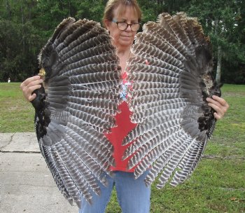 2 Real North American Turkey wing, Turkey feather (Meleagris gallopavo) 32 and 30 inches long for sale - $37/lot 