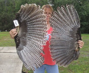 2 Real North American Turkey wing, Turkey feather (Meleagris gallopavo) 29 and 30 inches long for sale - $37/lot 